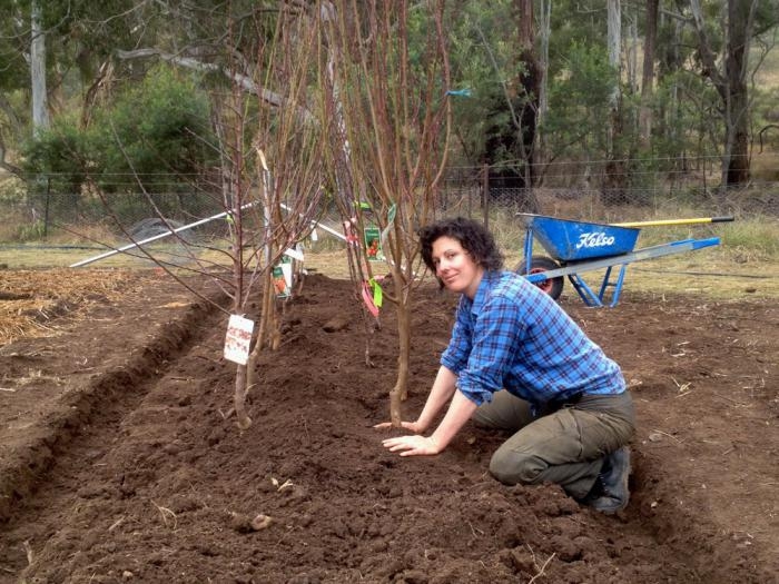 Как и когда посадить и вырастить дерево из саженца: условия