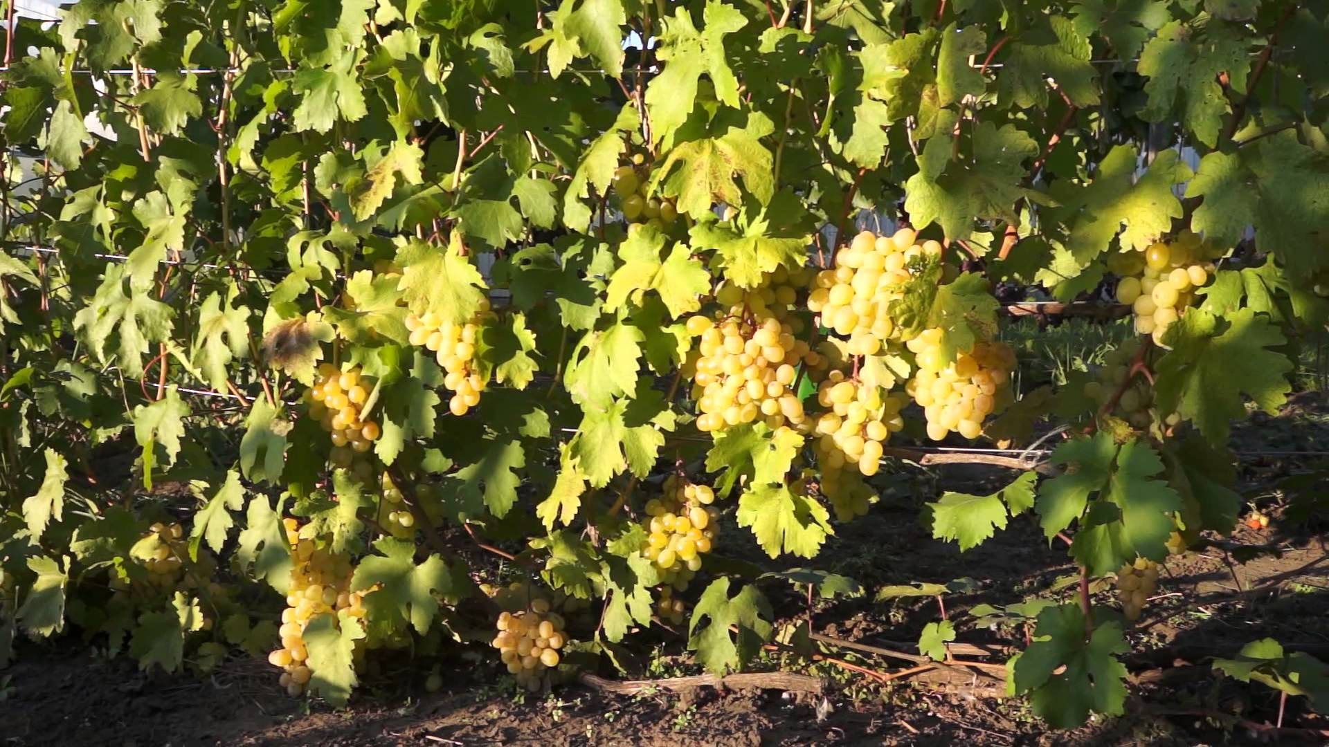 Лучшие сорта винограда для рынка: посадка и уход