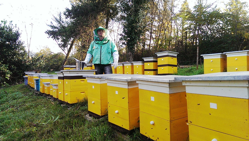 Пчеловодство становится все более прибыльным делом 