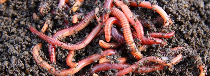 Как разводить калифорнийского червя. Инструкции и советы