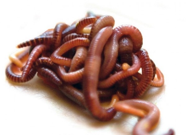 Разведение червей в домашних условиях - нюансы бизнеса