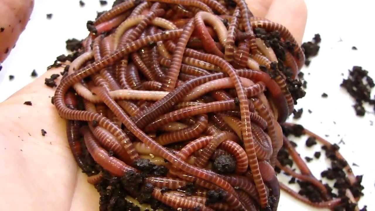 Чем кормить дождевых червей дома?