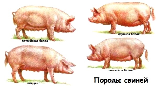 Размножение свиней