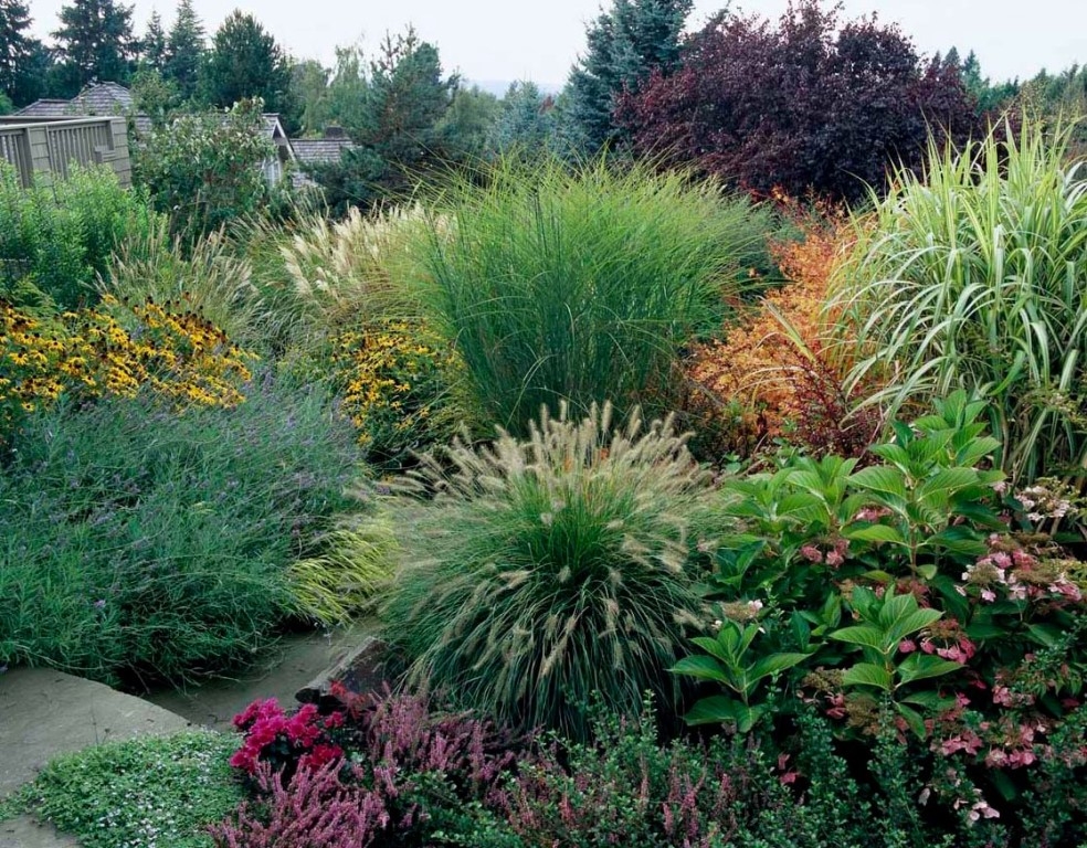Оживите свой сад: 10 декоративных трав превратят клумбу в шедевр ландшафтного дизайна
