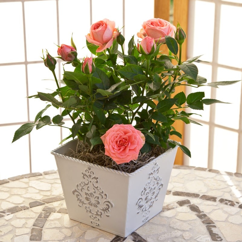 Домашняя роза: посадка и уход, выращивание роз из букета, фото, видео