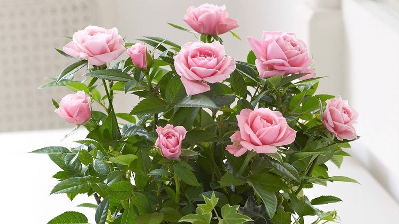Как вырастить розу из букета у себя дома — Зеленый Сад - Уральский плодопитомник