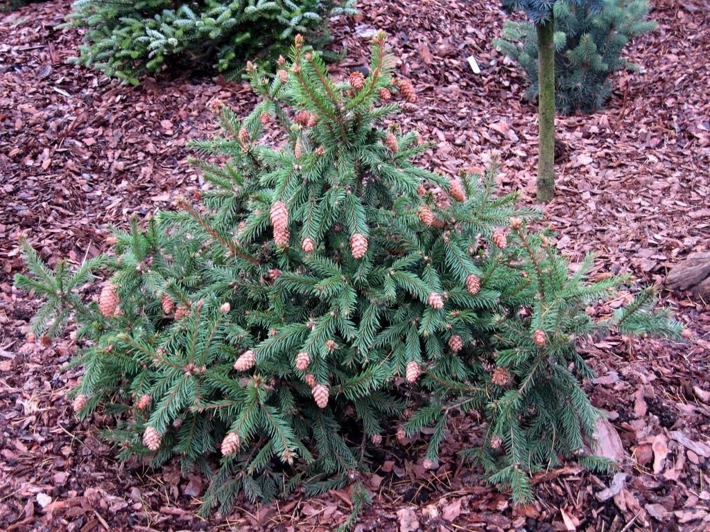 Picea abies acrocona