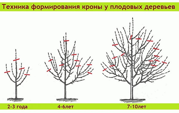 Весенняя обрезка деревьев и кустарников - Ландшафтный дизайн своими руками