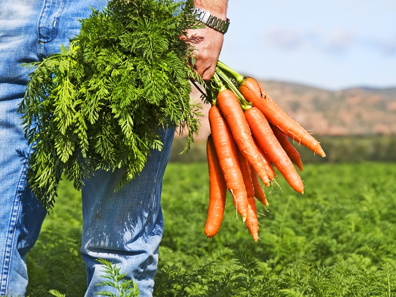 Посадка моркови семенами: сроки, способы, правила посадки и ухода