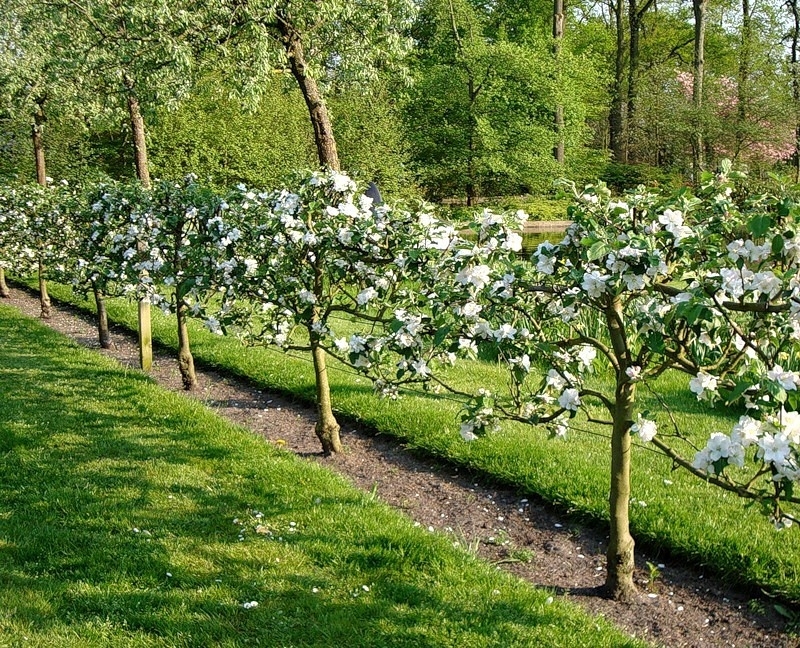 Заготовка черенков яблони для прививки весной