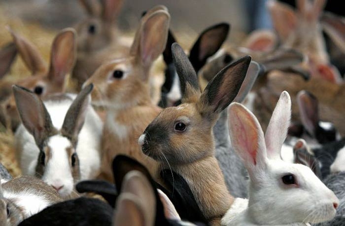 Шедовое кролиководство: внедряем у себя на участке
