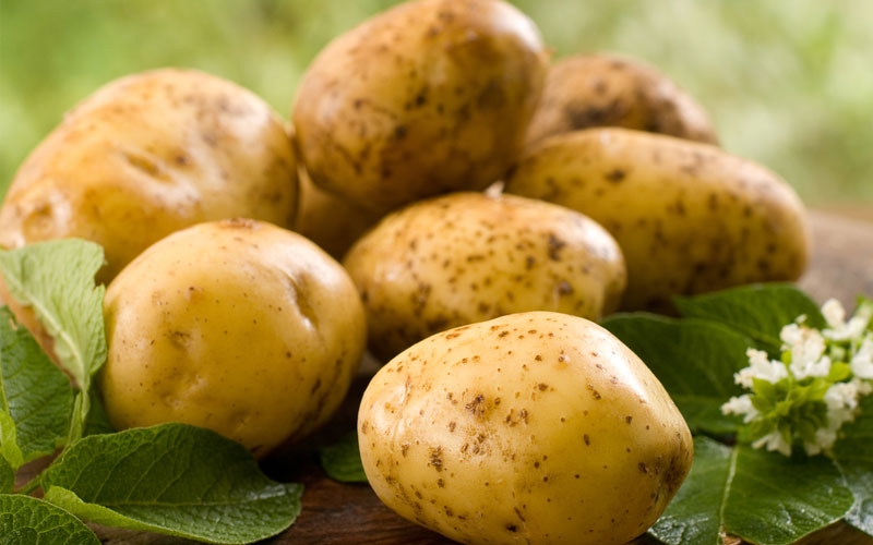 Секреты выращивания картофеля: выбор сорта, календарь посадки 2018, видео