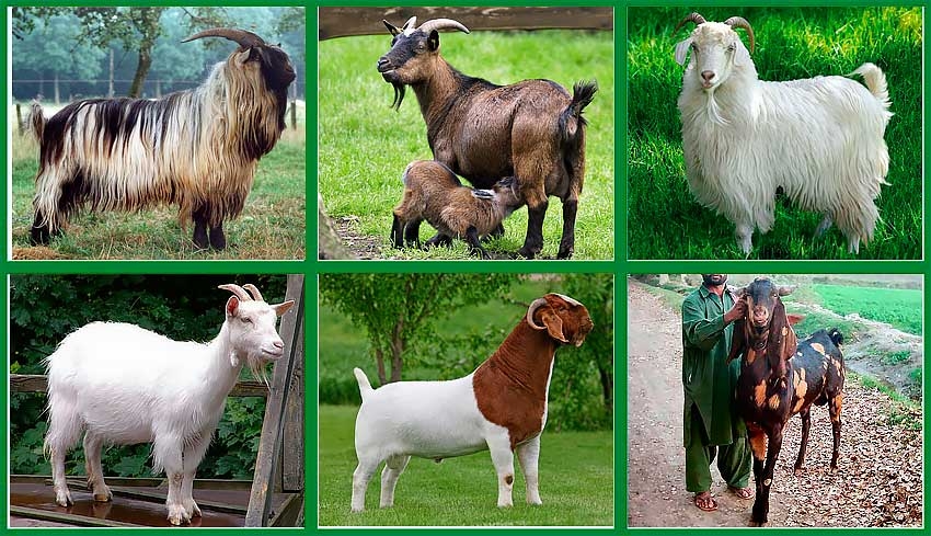 Описание зааненских коз