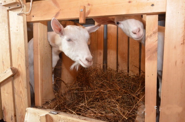Содержание и разведение коз в домашних условиях | Компания «Большая земля»