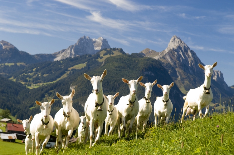 Требования к сараю для коз, его строительство своими руками