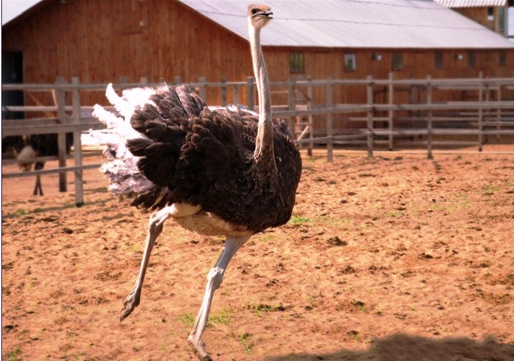 Содержание и разведение страусов на домашней ферме: бизнес-план и  рекомендации | Компания «Большая земля»