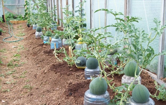 Выращивание арбузов в Подмосковье в открытом грунте и в теплице: правилапосадки, рекомендации по выращиванию