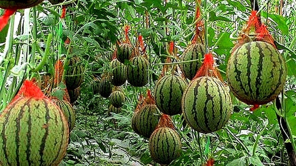 Выращивание арбузов в Подмосковье в открытом грунте и в теплице: правилапосадки, рекомендации по выращиванию