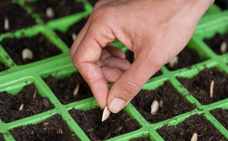 Как быстро прорастить тыквенные семечки: варианты применения ростков тыквы