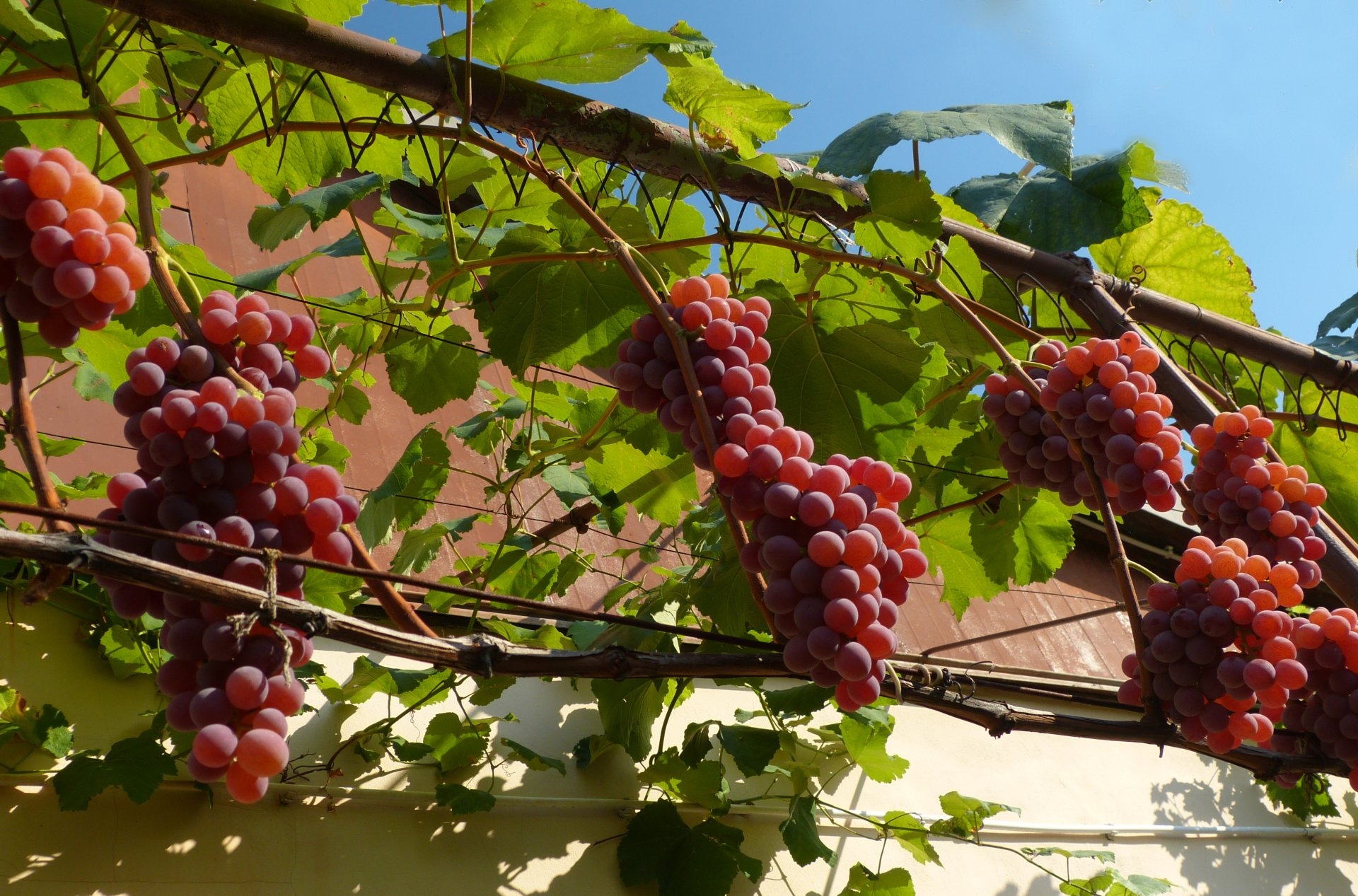 Выращивание винограда в Центральной России: выбор сорта, правила посадки иухода